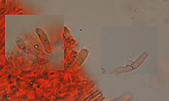 Aphyllophorales 5335 (Postia stiptica)